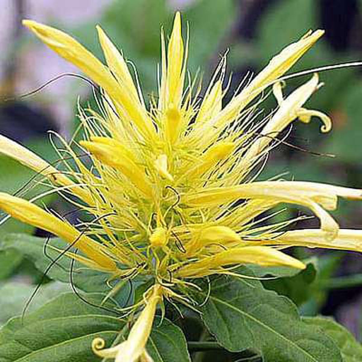 Schaueria flavicoma 8211 Plant