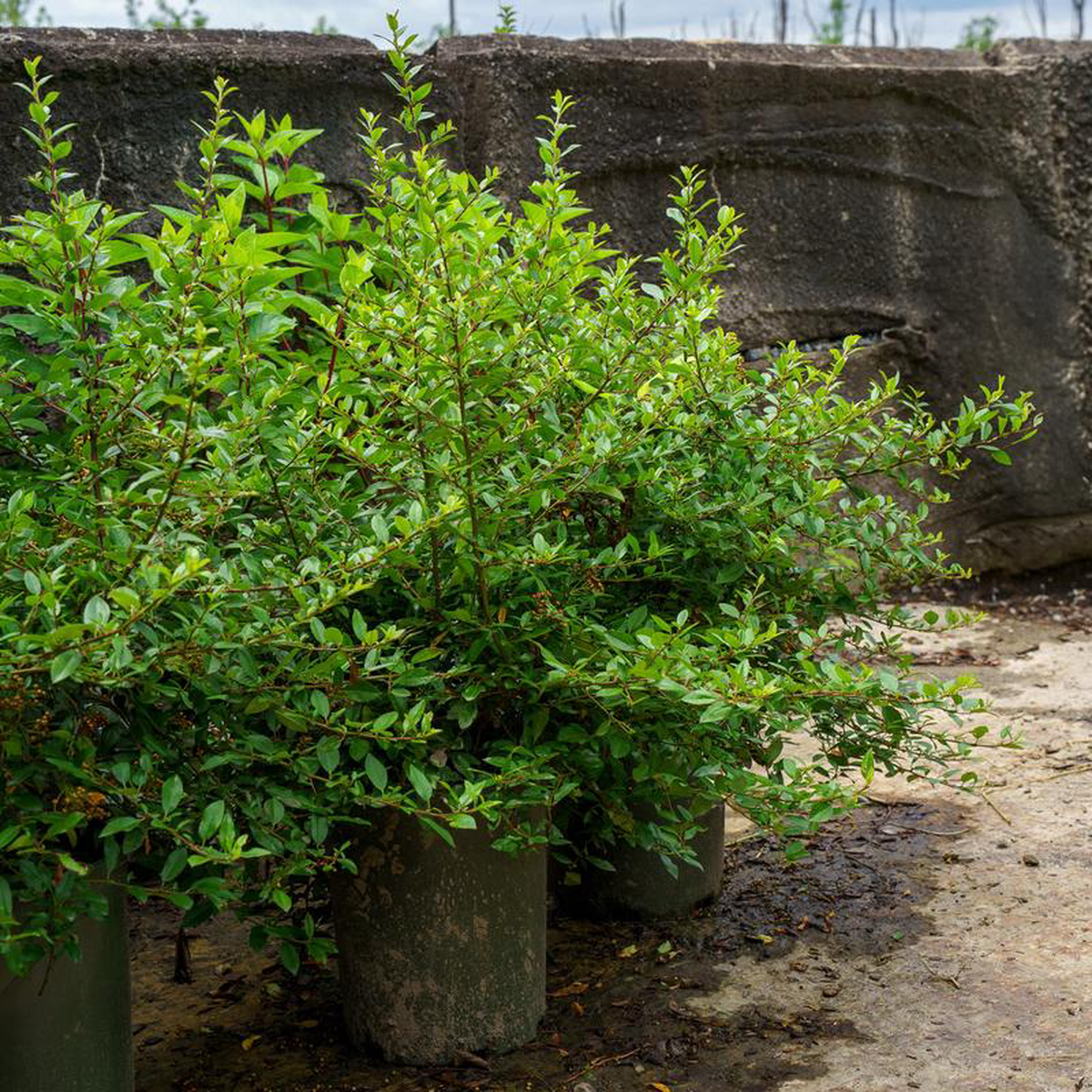 Yukon Belle Pyracantha 5 Gallon