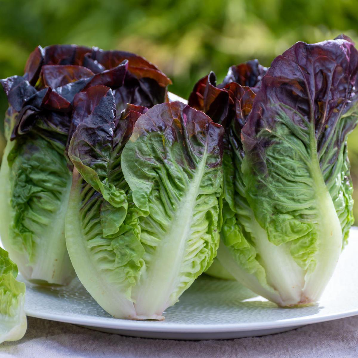 Cimmaron Lettuce (Lactuca sativa)