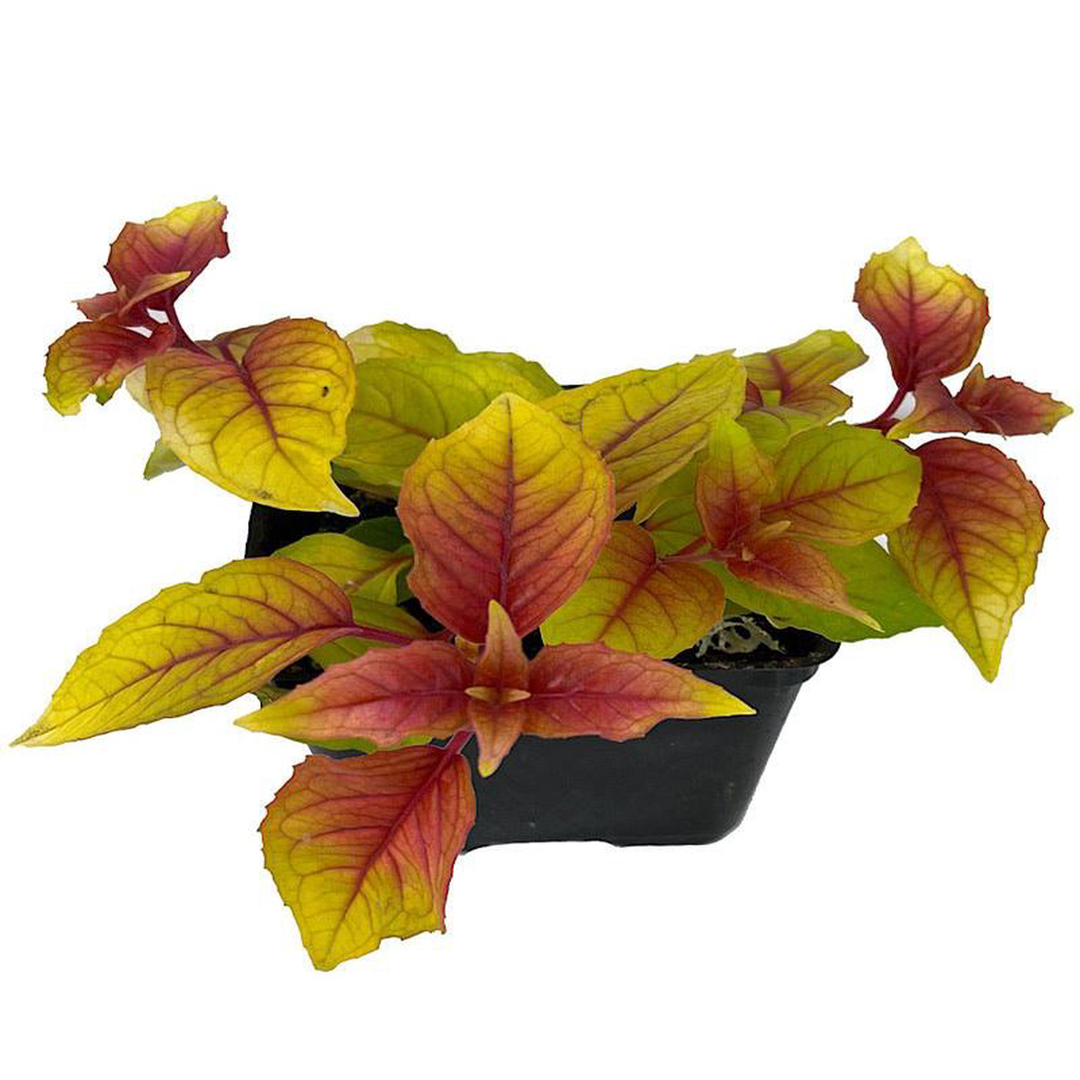 Fuchsia 8216Autumnale8217 4 Inch