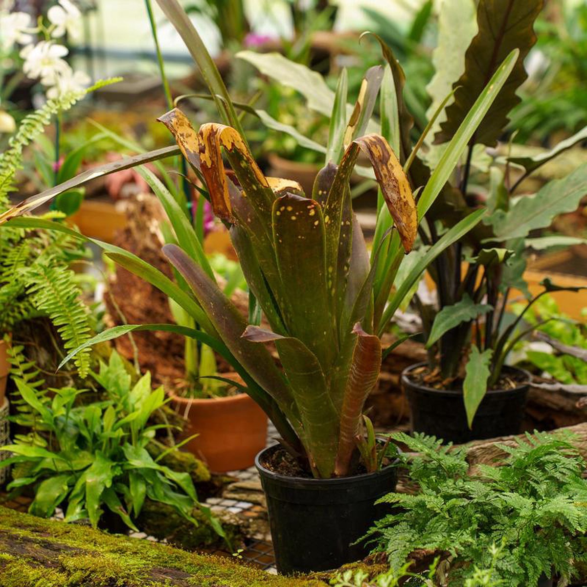 Hallelujah Bromeliad 1 Gallon