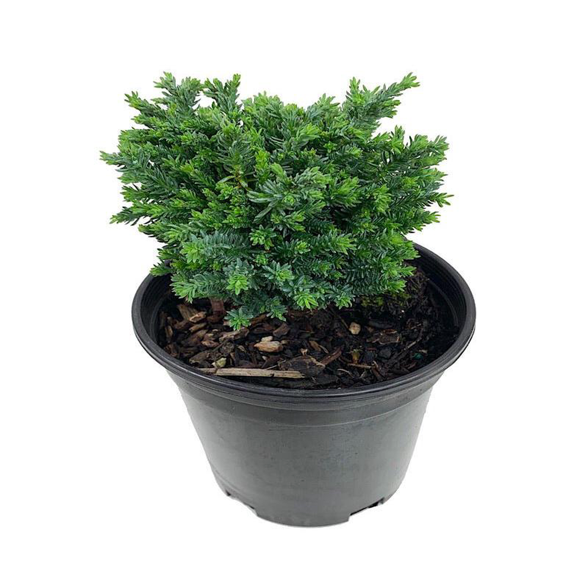 Chamaecyparis lawsoniana 8216Rimpelaar8217 1 Gal