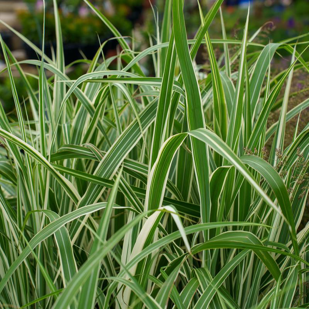 Cosmopolitan Maiden Grass 3 Gallon