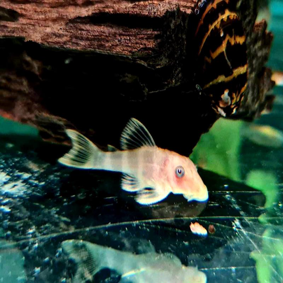 Hypancistrus Sp L333 8211 Albino