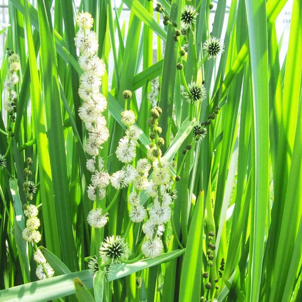 Sparganium Erectum Aquatic Pond Plant 8211 Branched Bur-reed 5ltr Pot Size