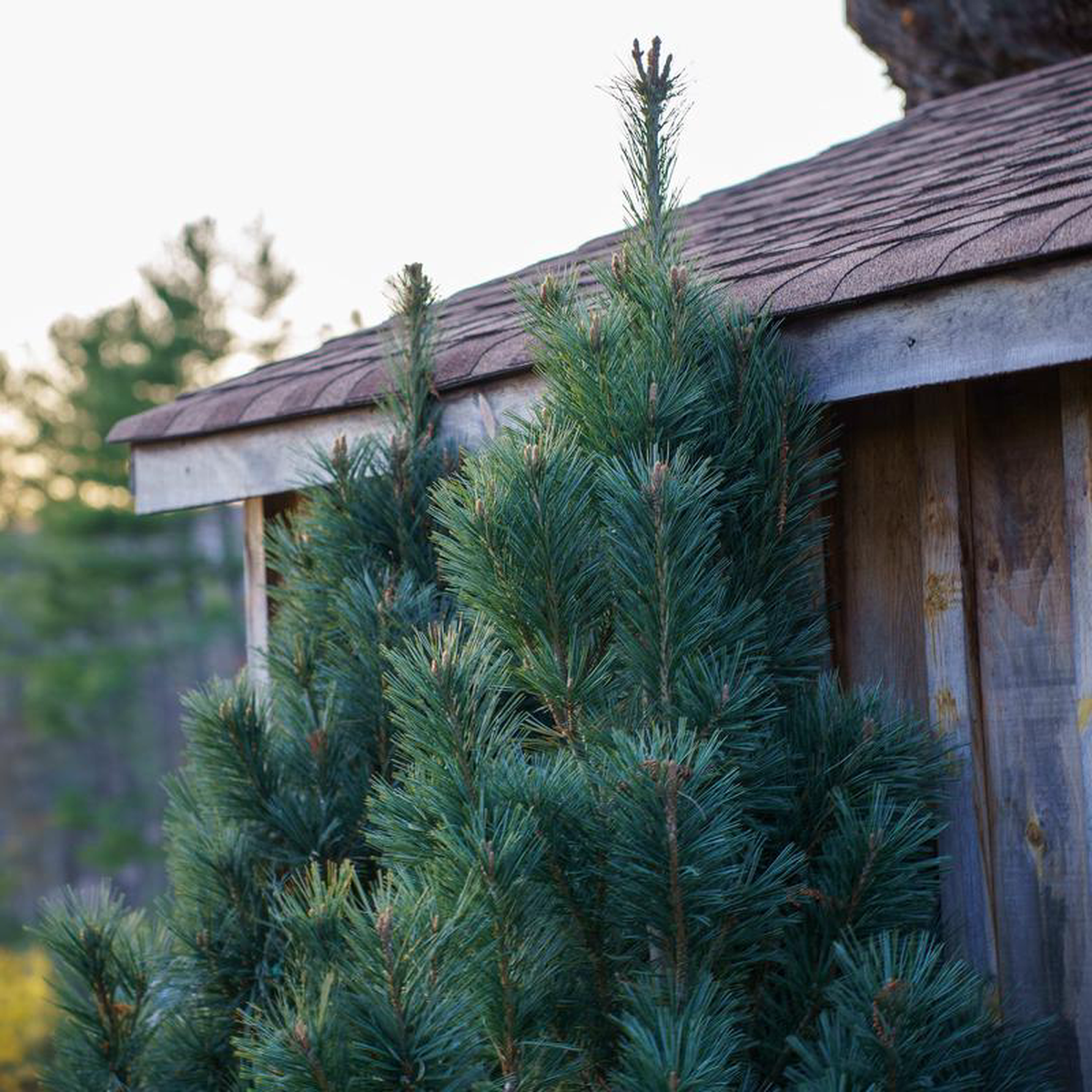 Vanderwolf8217s Pyramid Limber Pine 7 foot B038B