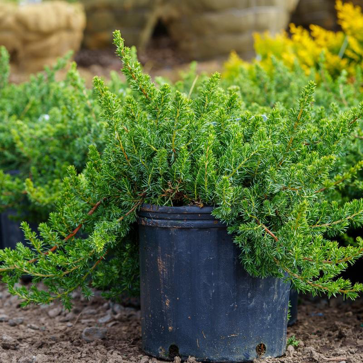 Blue Pacific Shore Juniper 2 Gallon