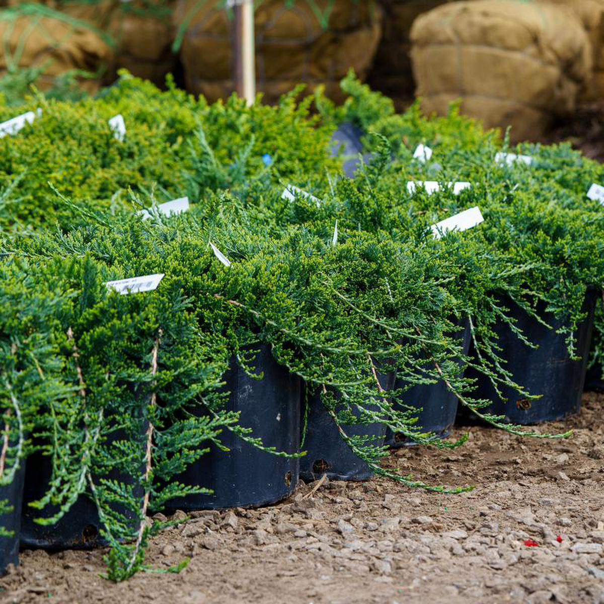 Blue Rug Creeping Juniper 3 Gallon