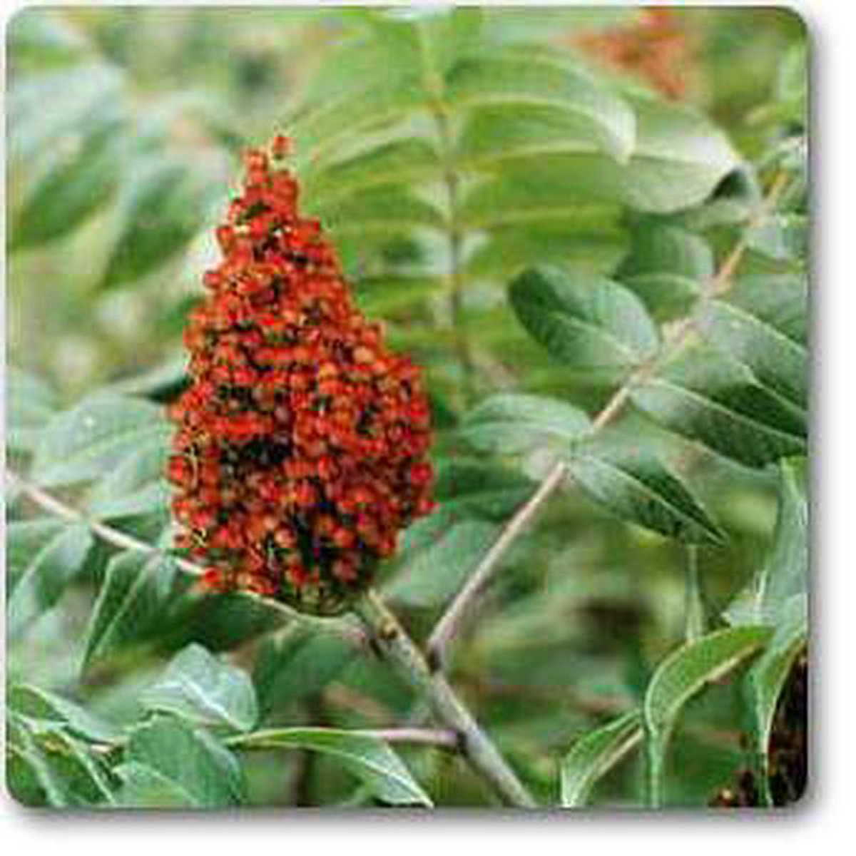Rhus glabra 8211 Plant