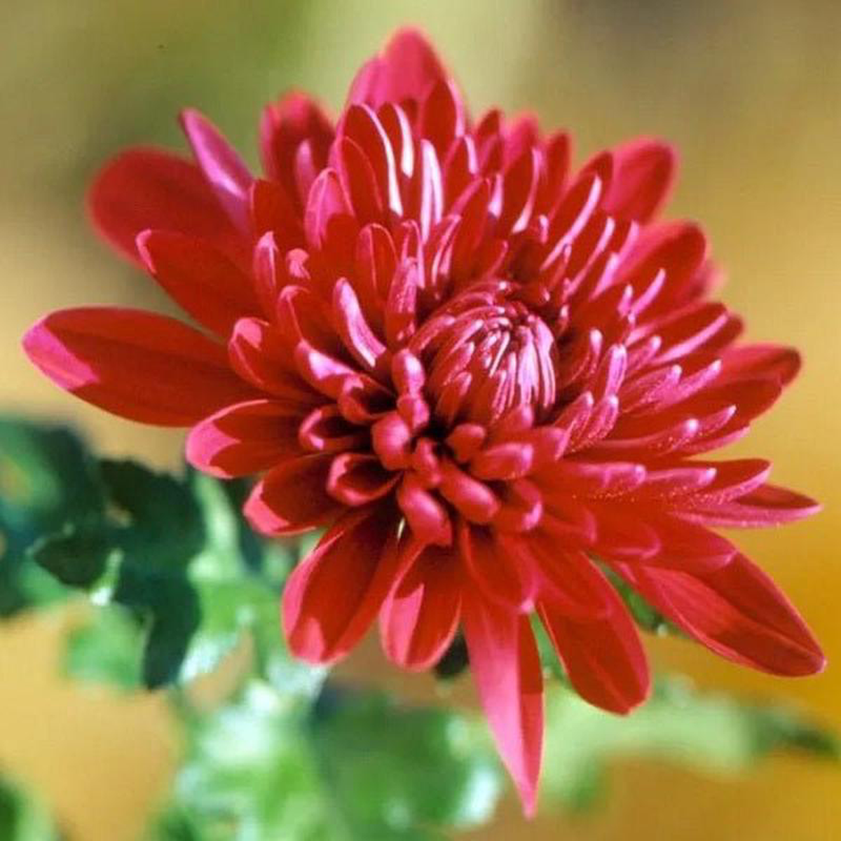 Shevanti Chrysanthemum (Red) 8211 Plant
