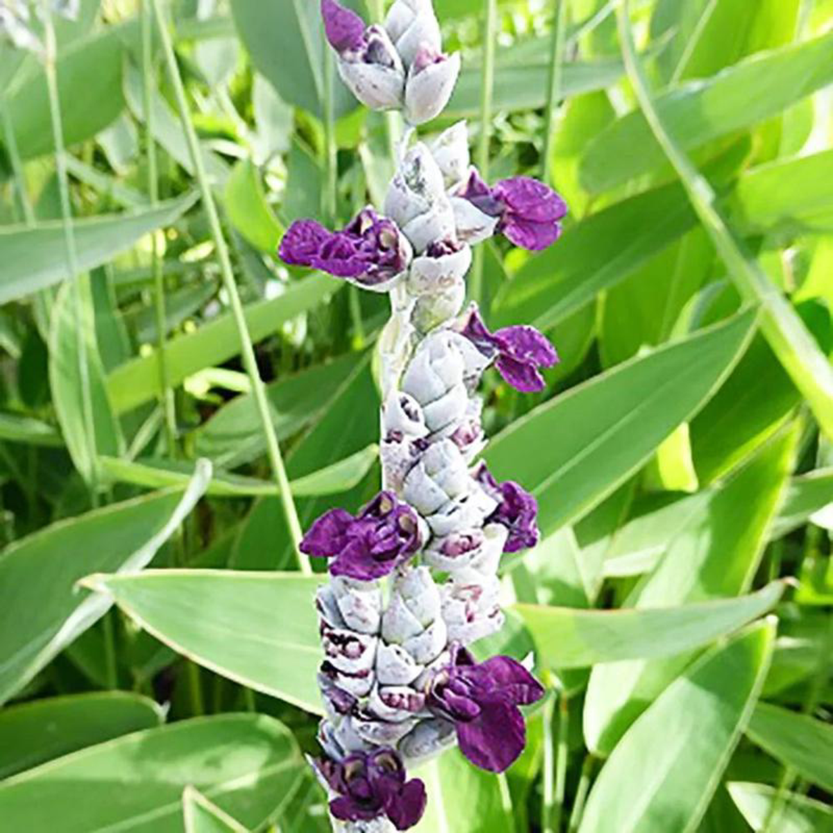 Thalia Dealbata Aquatic Pond Plant 8211 Powdery Alligator Flag 1ltr Pot Size