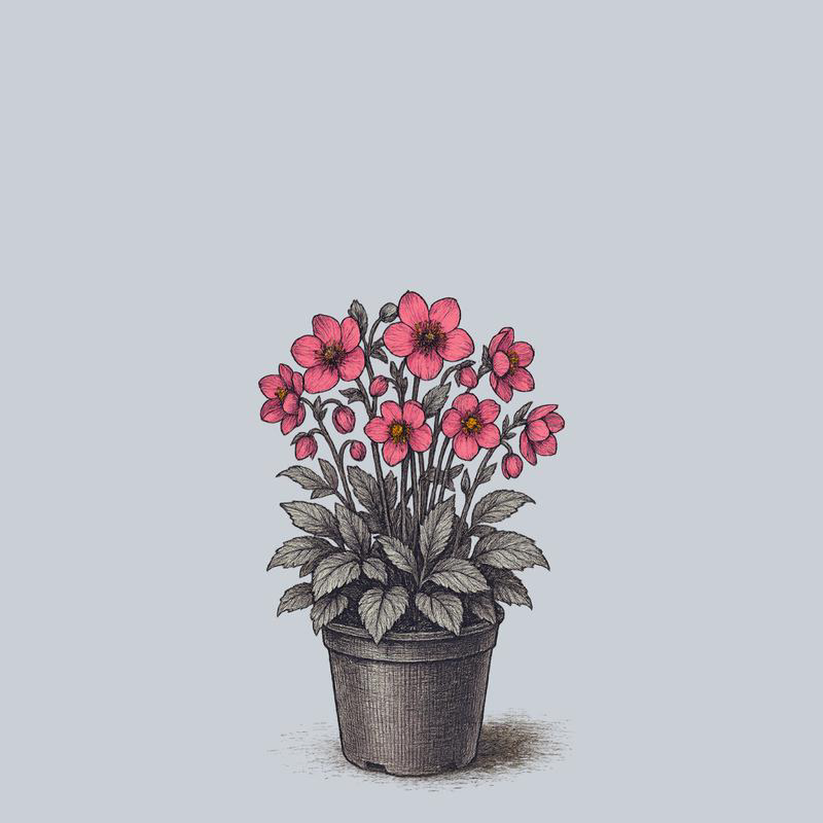 Cheryl8217s Shine Lenten Rose 1 Gallon