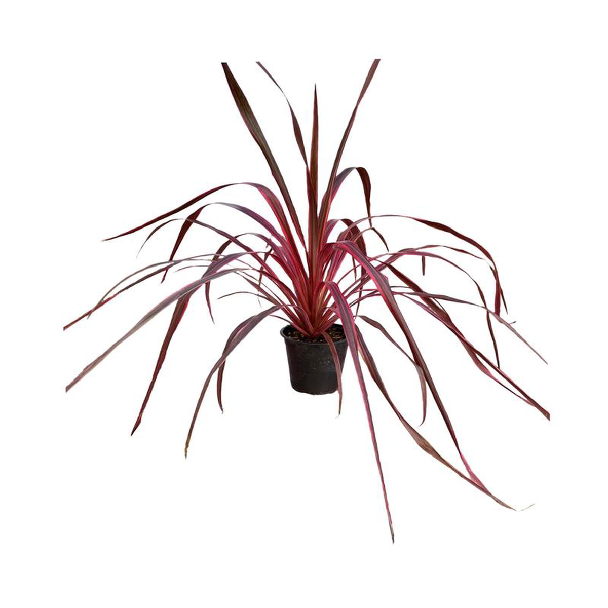 Cordyline australis 8216Dancing Salsa8217 Quart