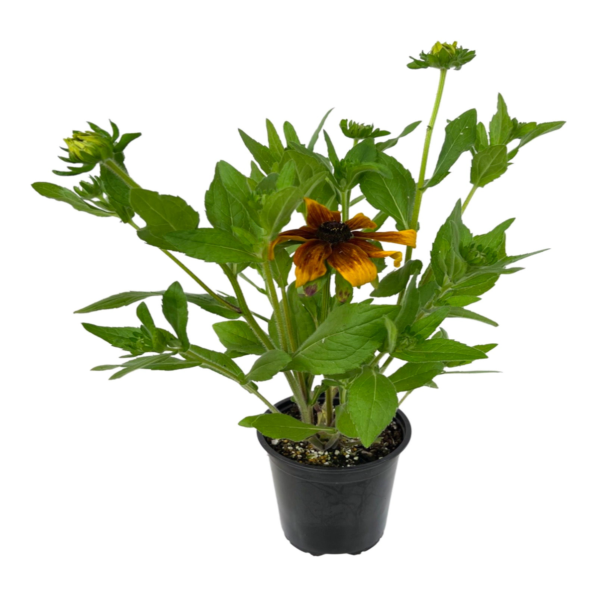 Rudbeckia 8216Rising Sun Chestnut Gold8217 1 Gallon