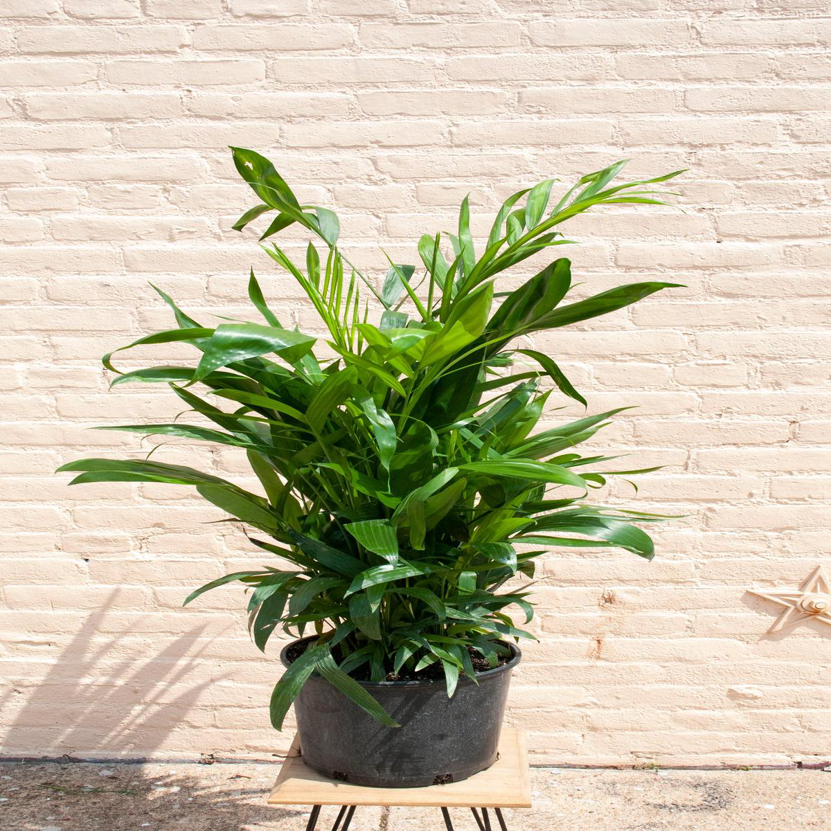 Rental Chamaedora seifrizzi 8217Bamboo Palm8217 8211 148221 68217 tall