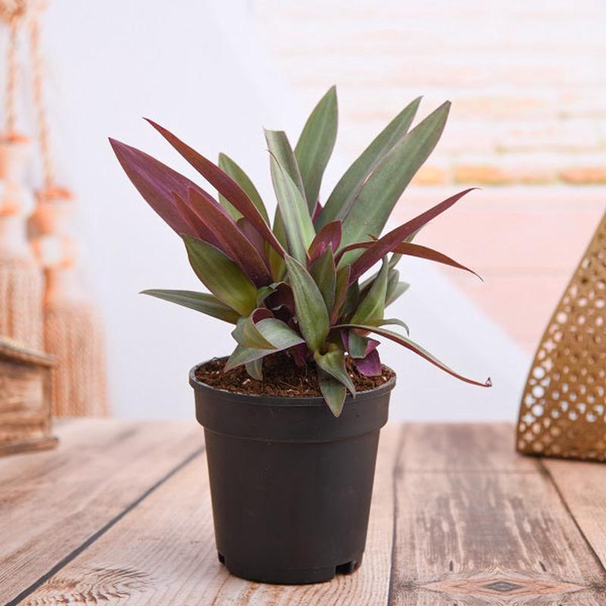 Rhoeo Plant Rhoeo discolor Compacta 8211 Plant