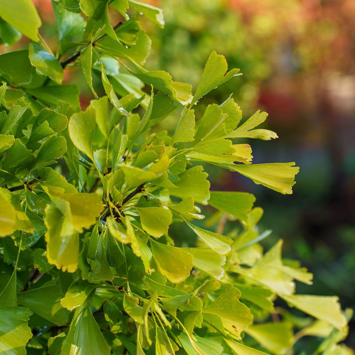 Saratoga Ginkgo 5 foot B038B