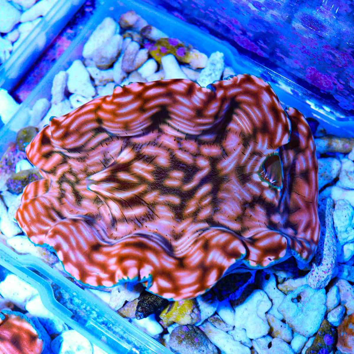 Ultra Gold Maxima Clam 358221