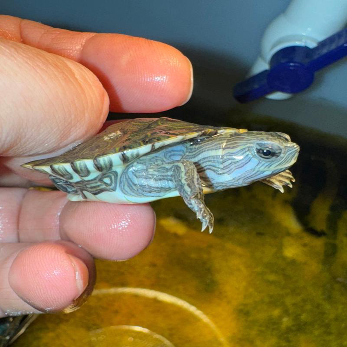 Anerythristic Peacock Slider Female 1 (Trachemys emolii)