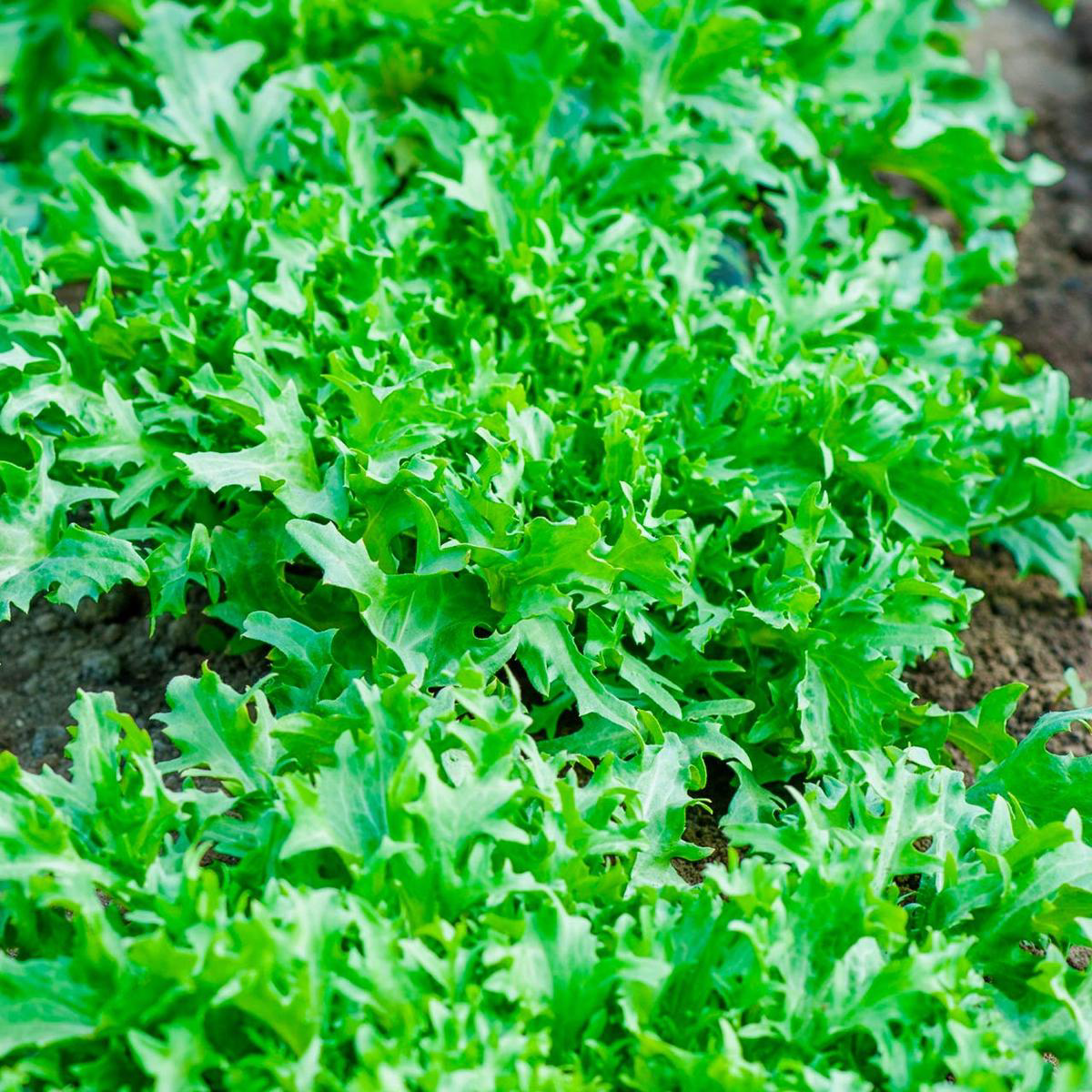 Bionda a Cuore Pieno Escarole (Cichorium endivia)