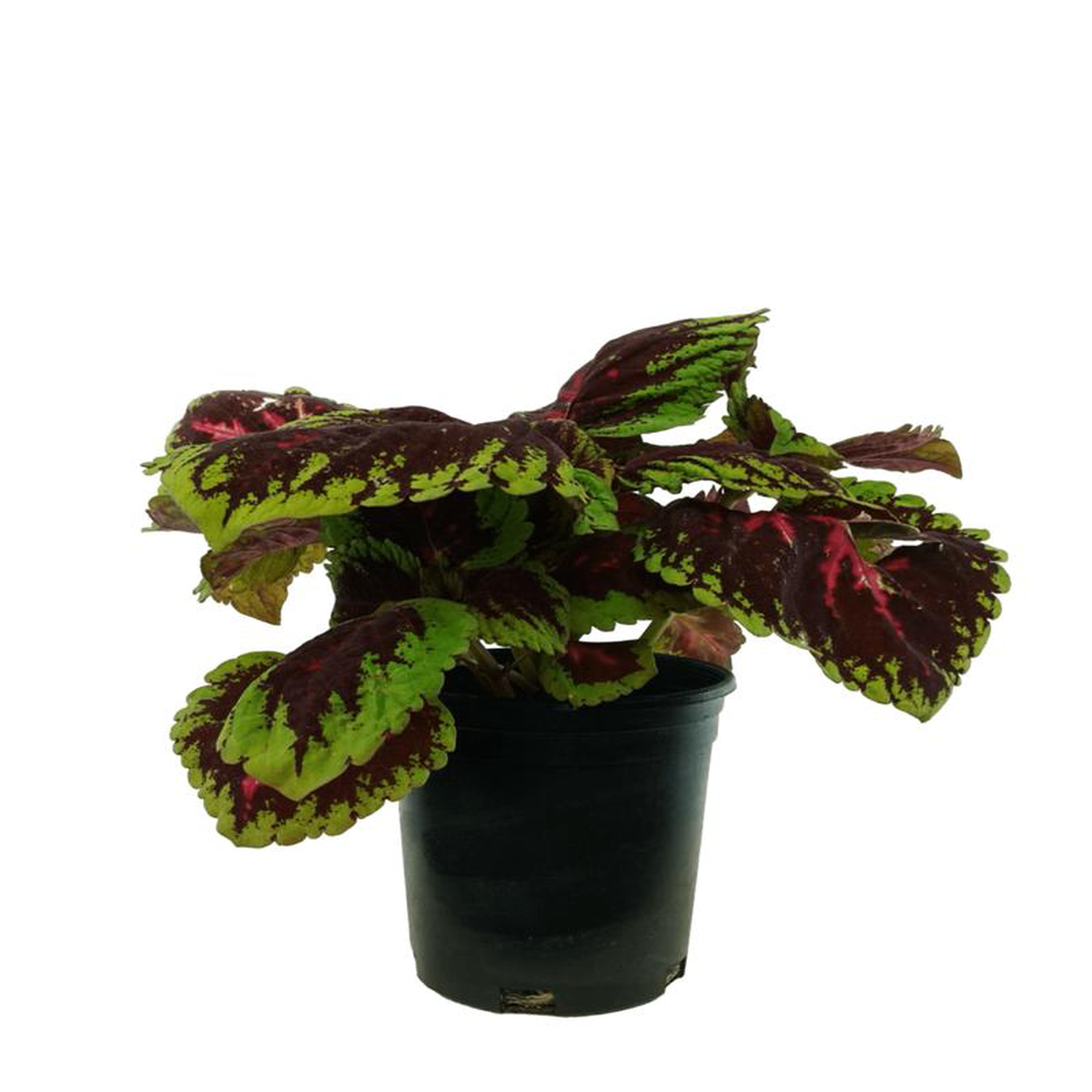 Coleus 8216Kong Red8217 4 Inch