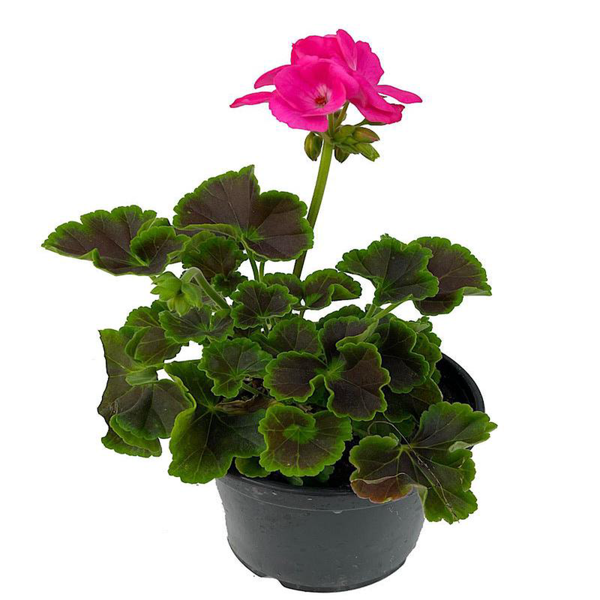 Geranium Fancy Leaf 8216Chocolate Dragonfruit8217 5 Inch