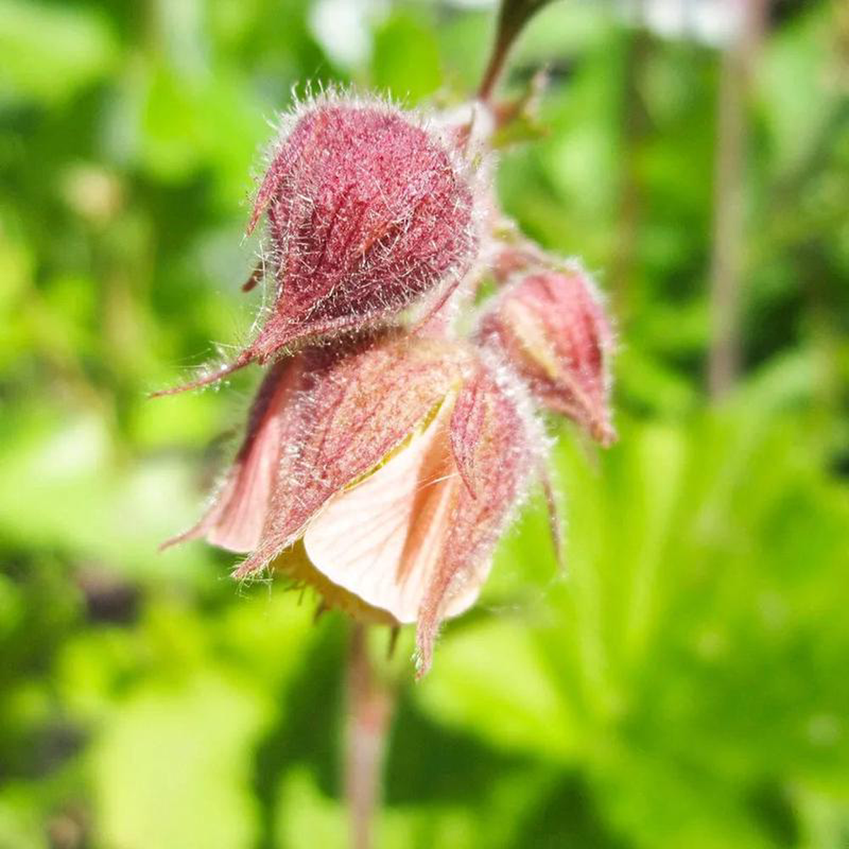Geum Rivale Aquatic Pond Plant 8211 Water Avens 5ltr Pot Size