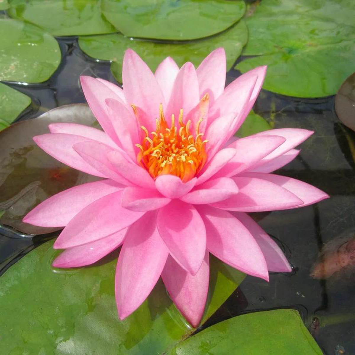 Nymphaea Mayla Aquatic Pond Plant 8211 Water Lily 3ltr Pot Size