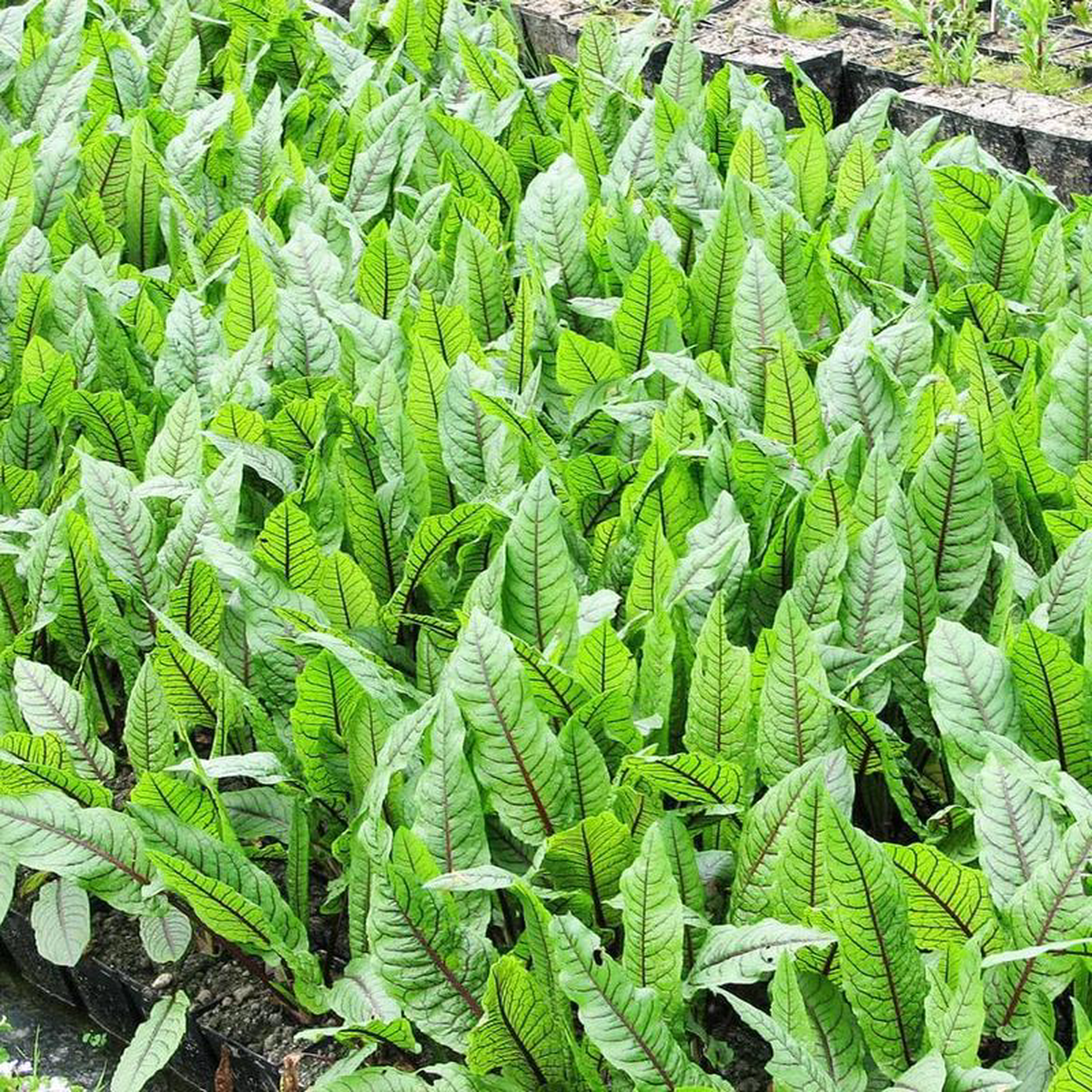 Rumex Sanguineus Aquatic Pond Plant 8211 Bloodwort Wood Dock 9cm (3 Pack)