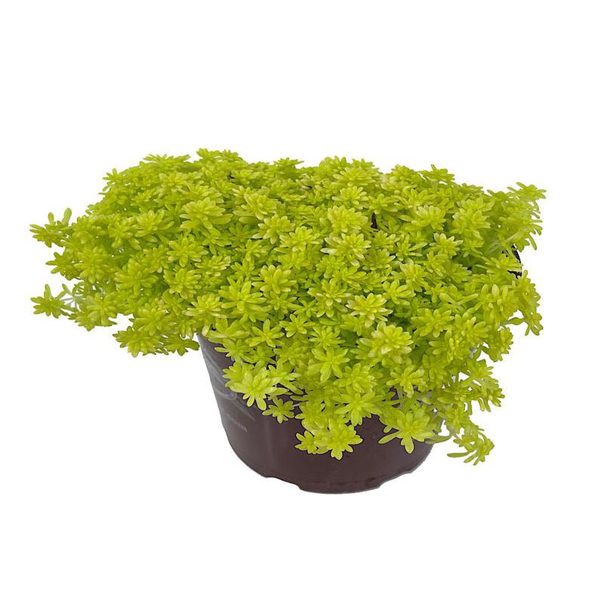 Sedum hispanicum 8216Aureum8217 Quart