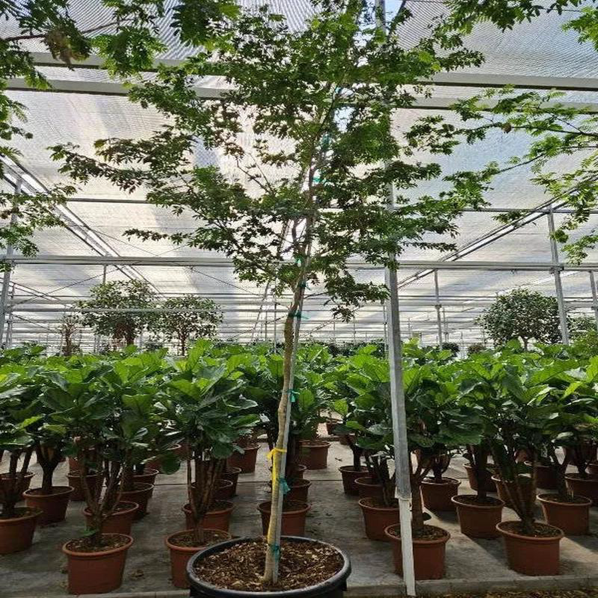 390 8211 420cm XXL Bulnesia Arborea 70cm Pot House Plant