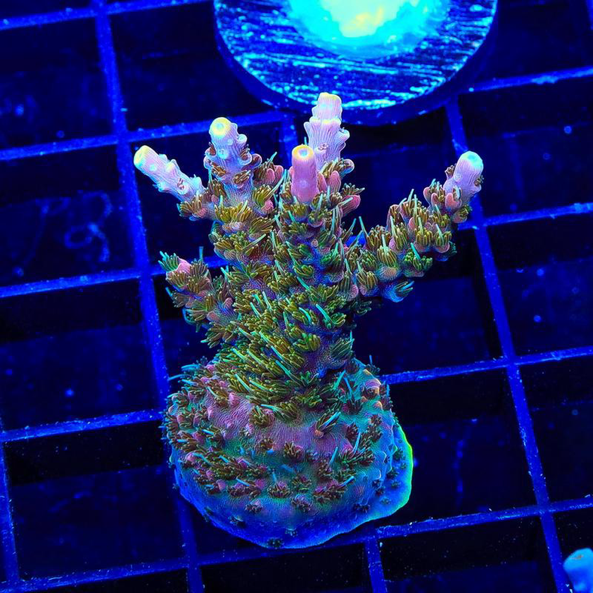 CC Voodoo Majick Acropora XL Frag Coral
