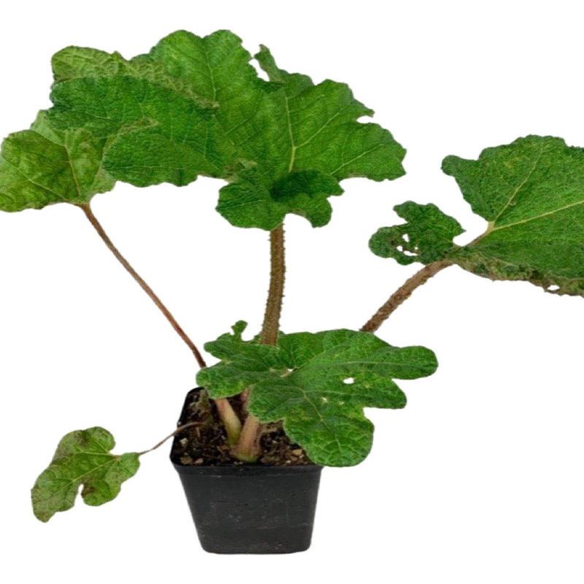 Gunnera tinctoria 5 Gallon