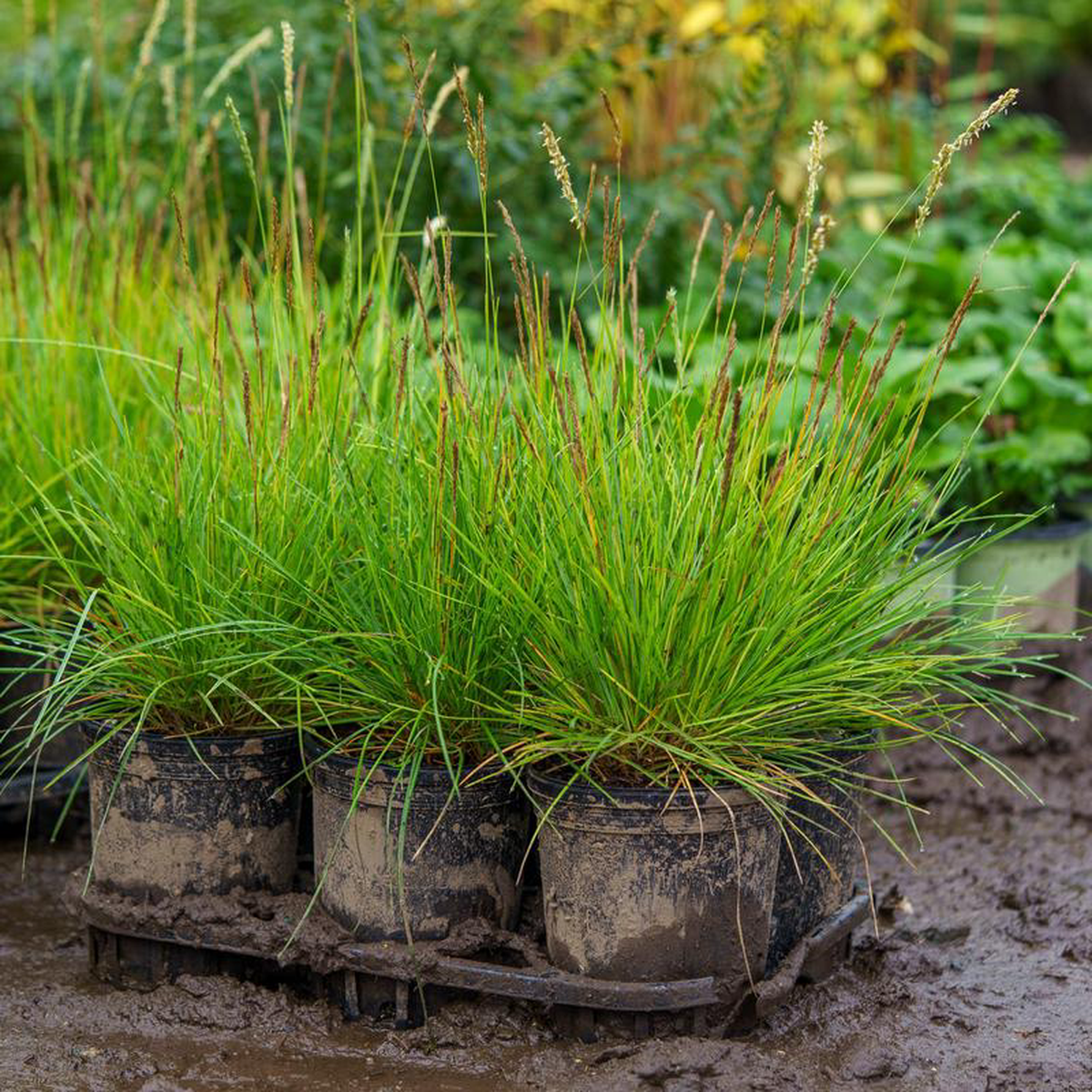 Autumn Moor Grass 3 Quart