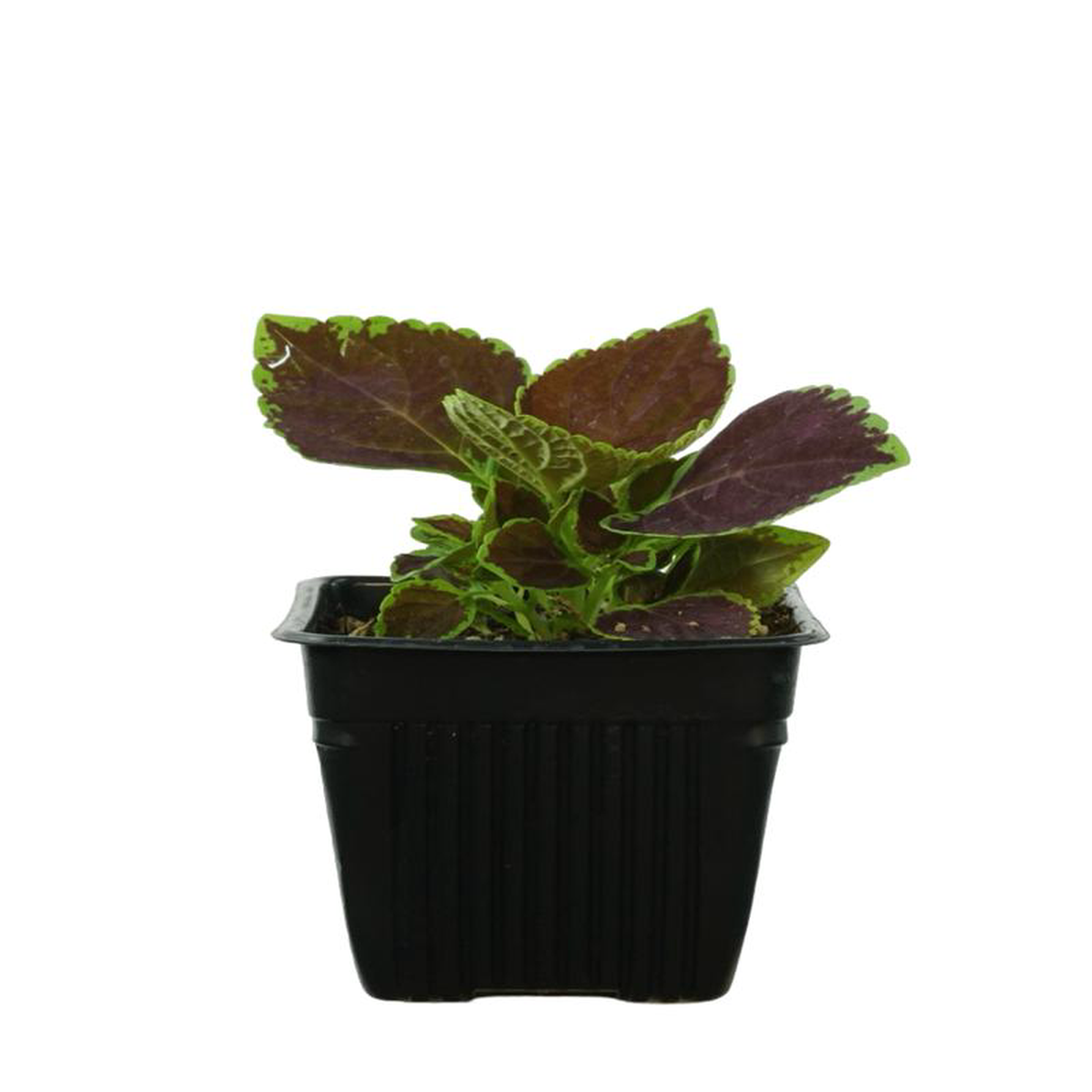 Coleus 8216Talavera Chocolate Mint8217 4 Inch