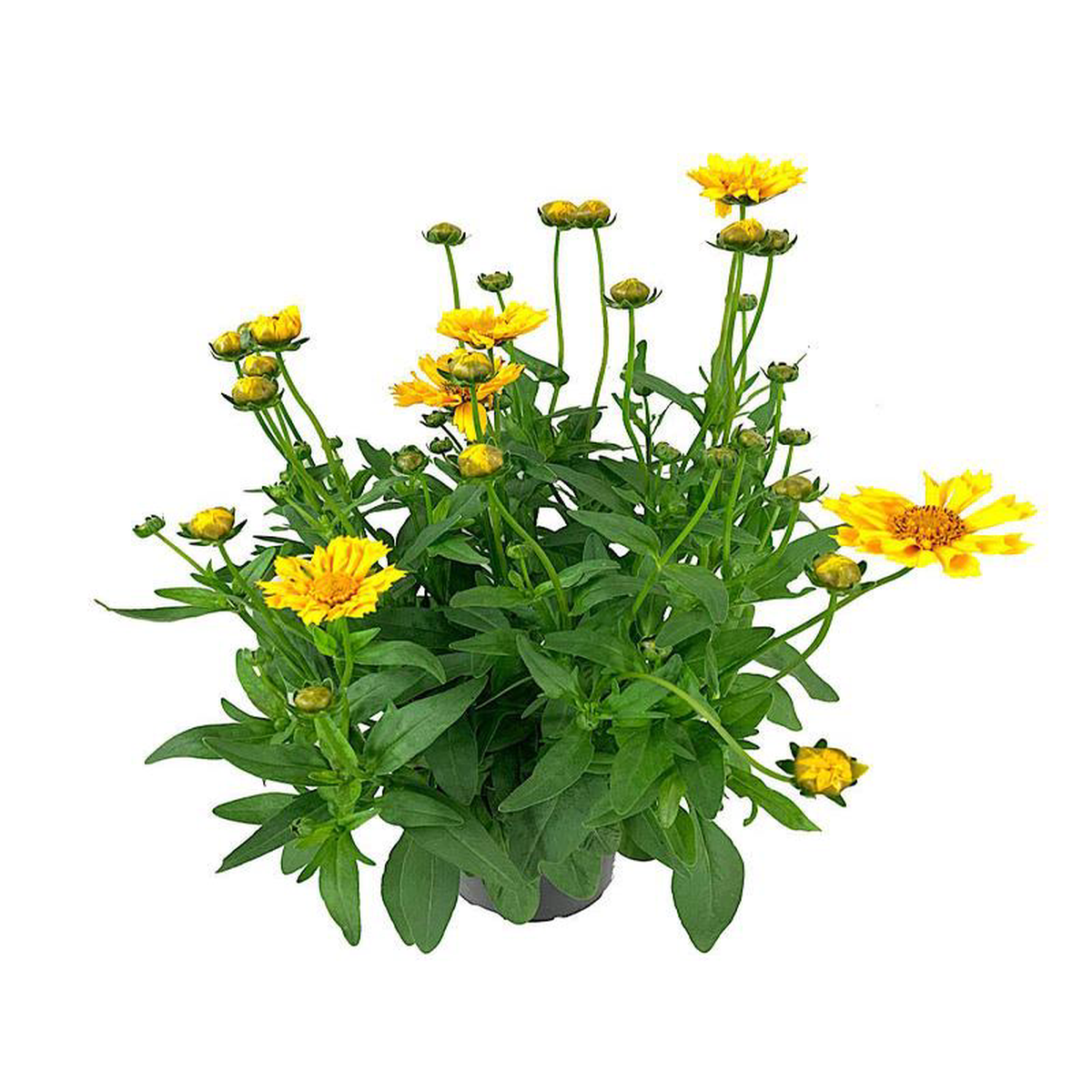 Coreopsis 8216Jethro Tull8217 1 Gallon