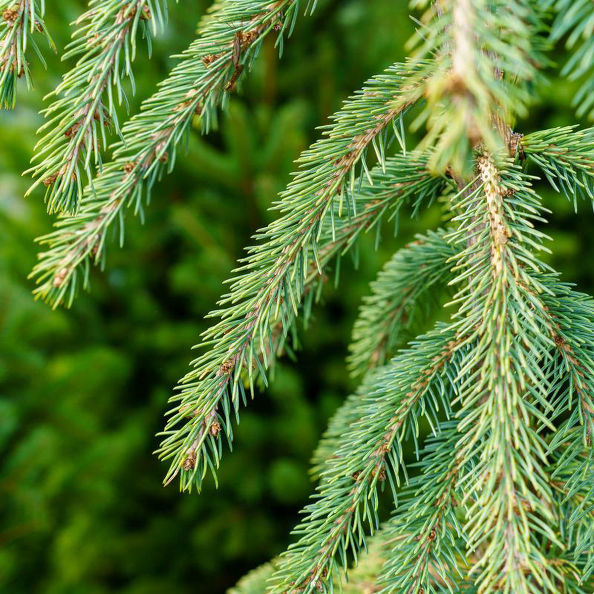 Weeping White Spruce 65 Gallon
