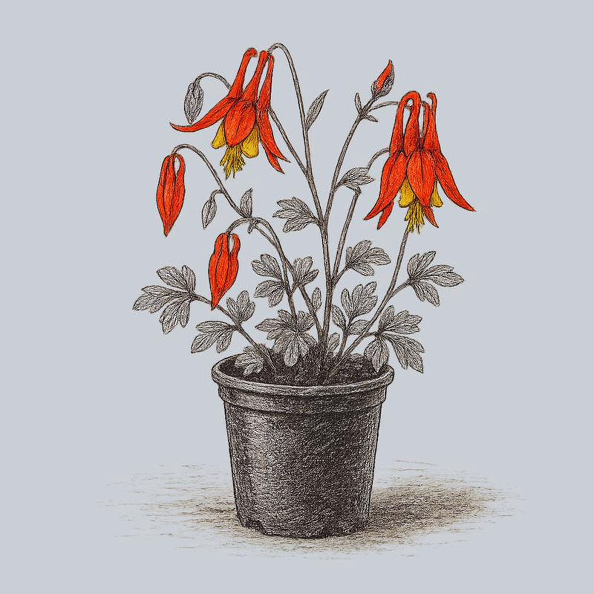 Corbett Eastern Red Columbine Quart