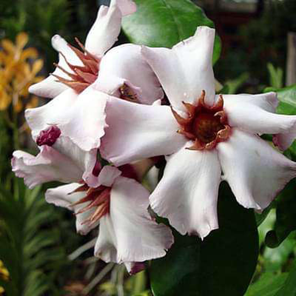 Strophanthus gratus 8211 Plant