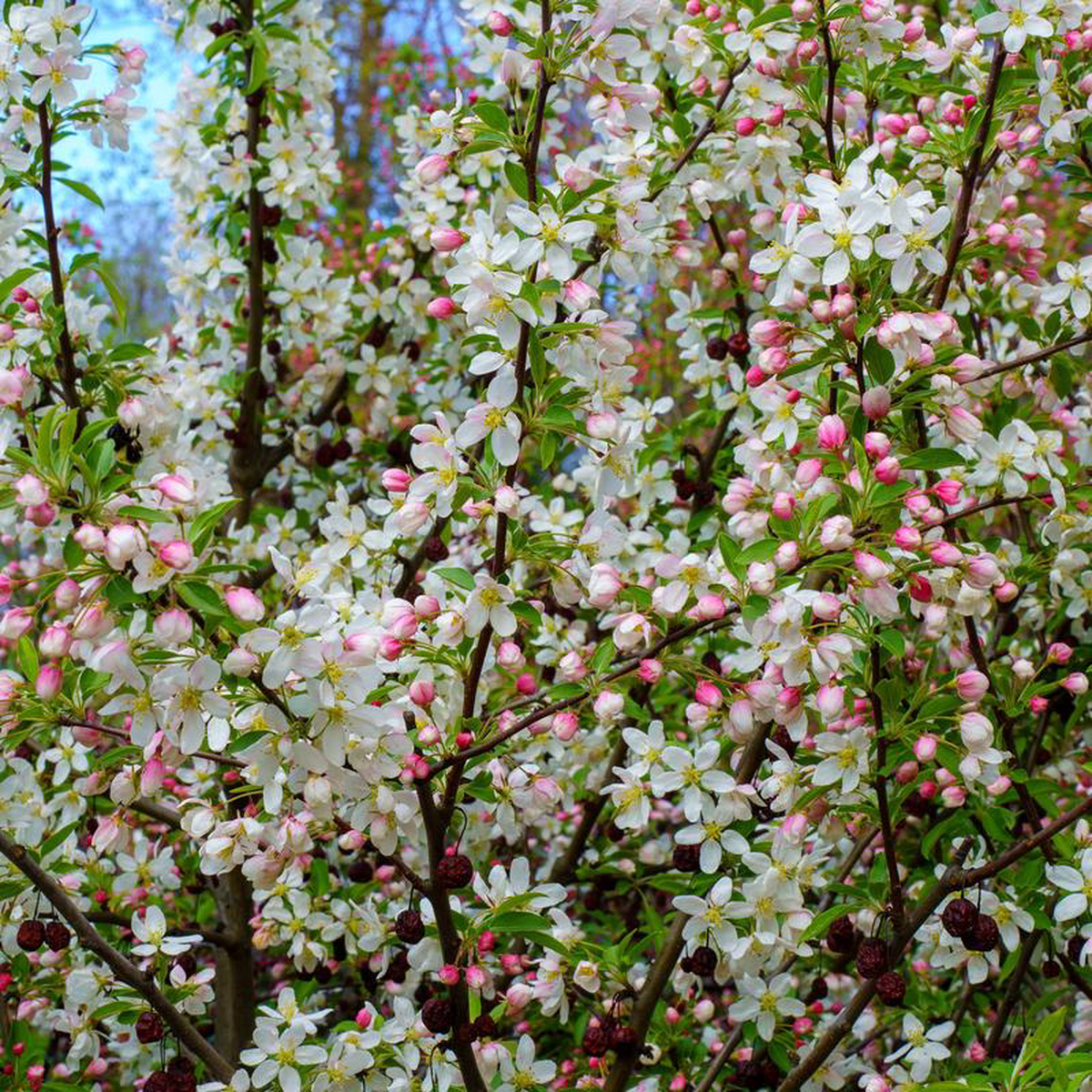 Sugar Tyme Crabapple 25 Gallon