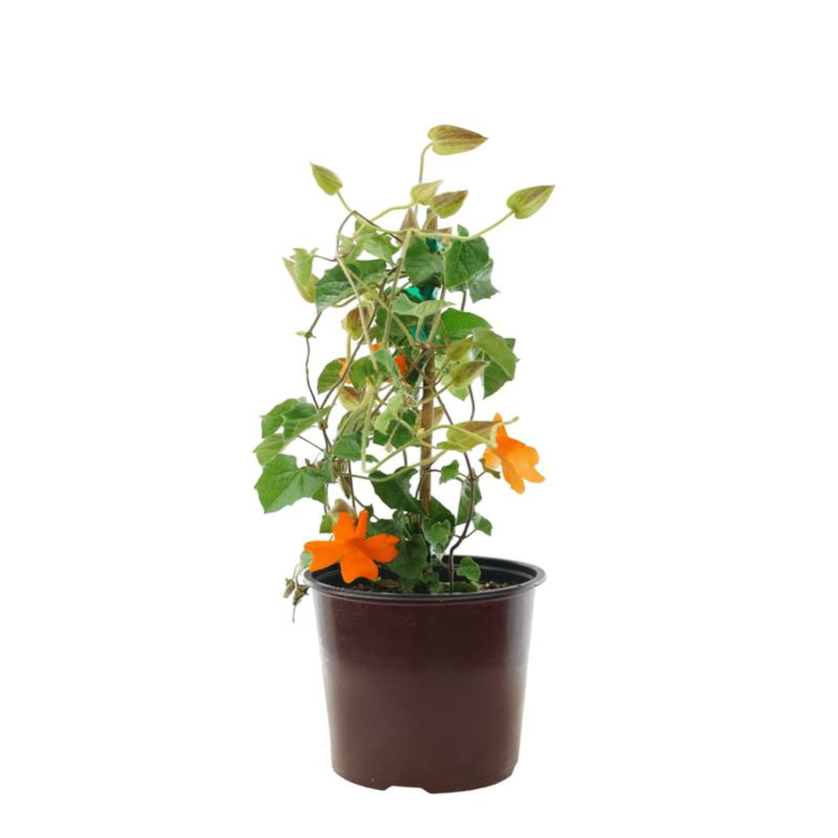 Thunbergia gregorii 1 Gallon