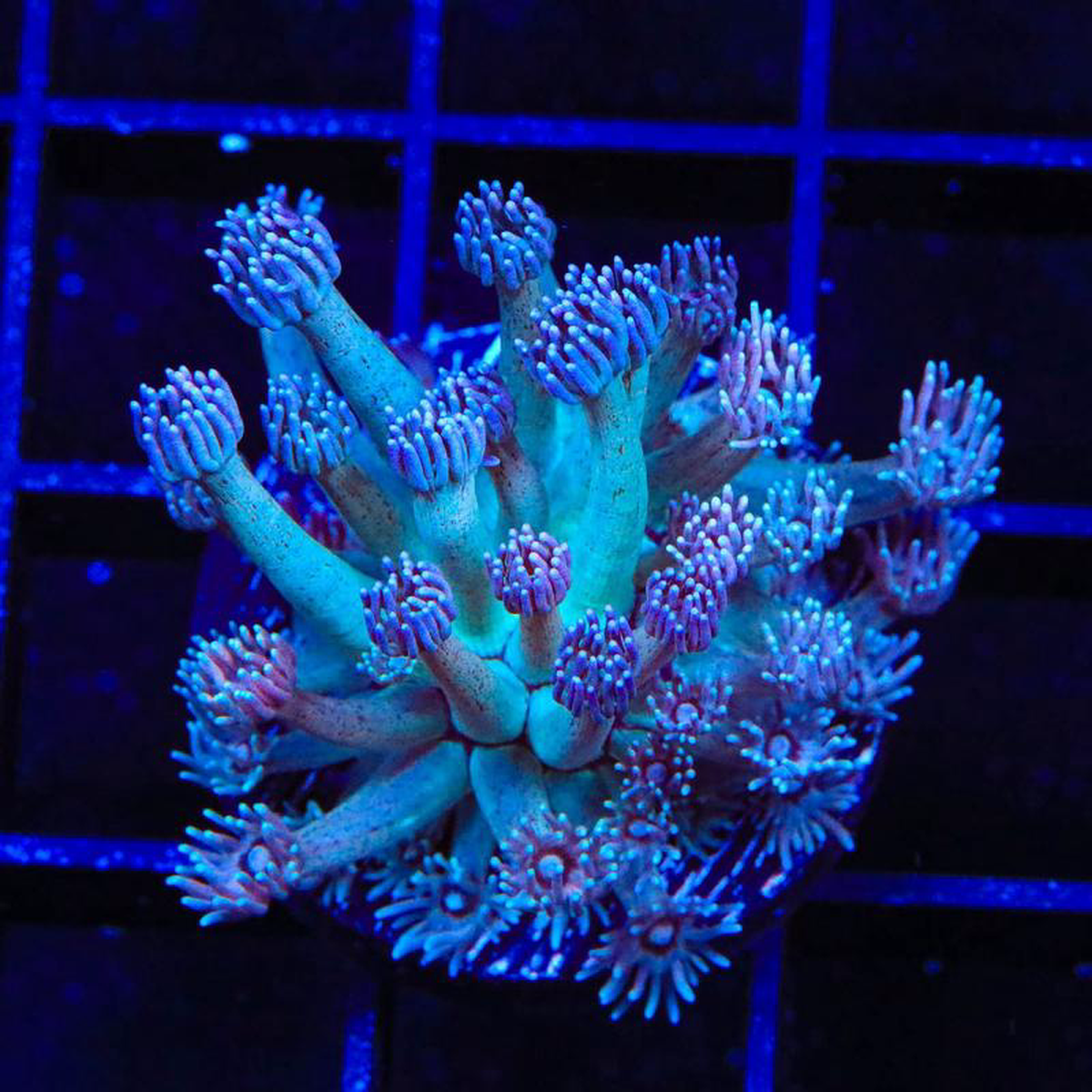 TSA Strawberry Kiwi Goniopora Coral