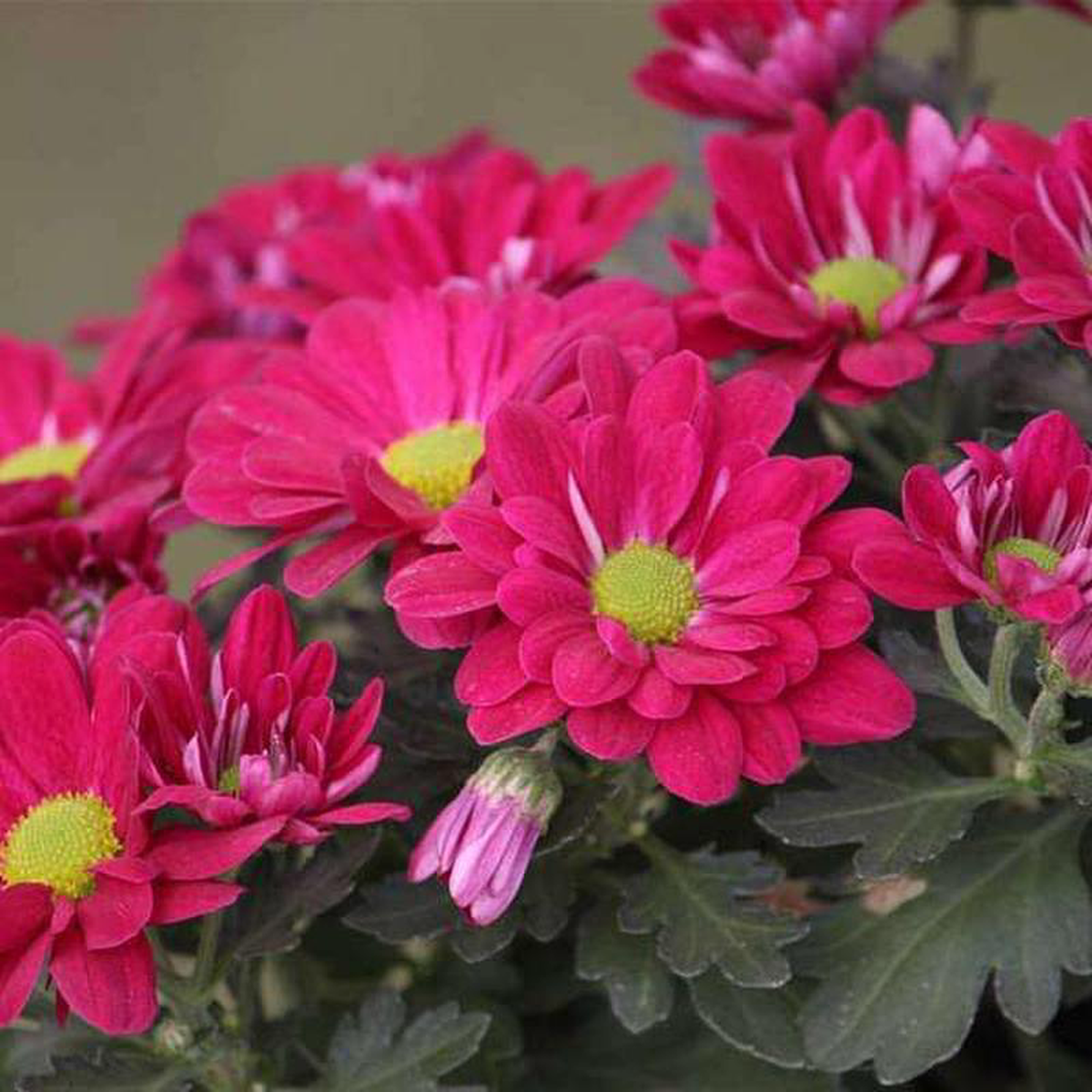 Shevanti Chrysanthemum (Pink) 8211 Plant