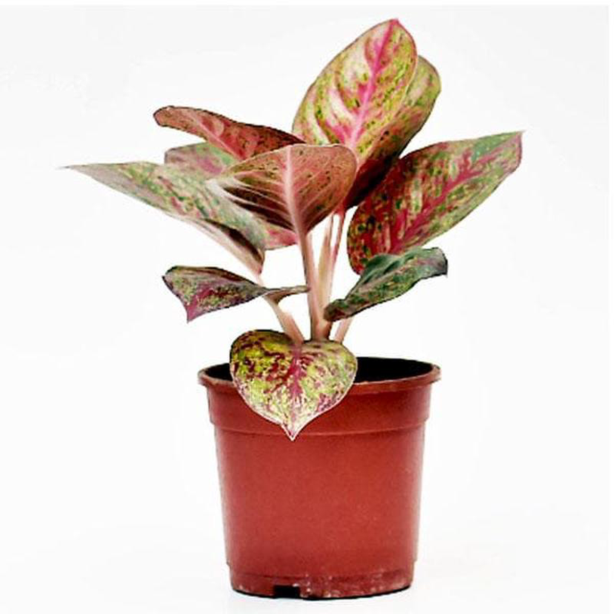 Aglaonema Tiara Aglaonema Pink Panther 8211 Plant