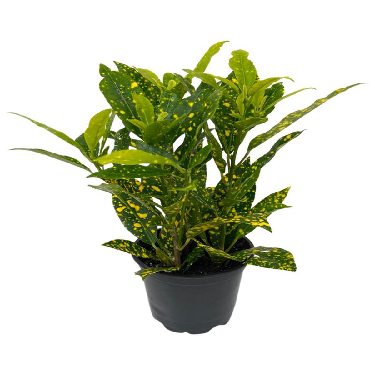 Codiaeum variegatum 8216Gold Dust8217 4 Inch