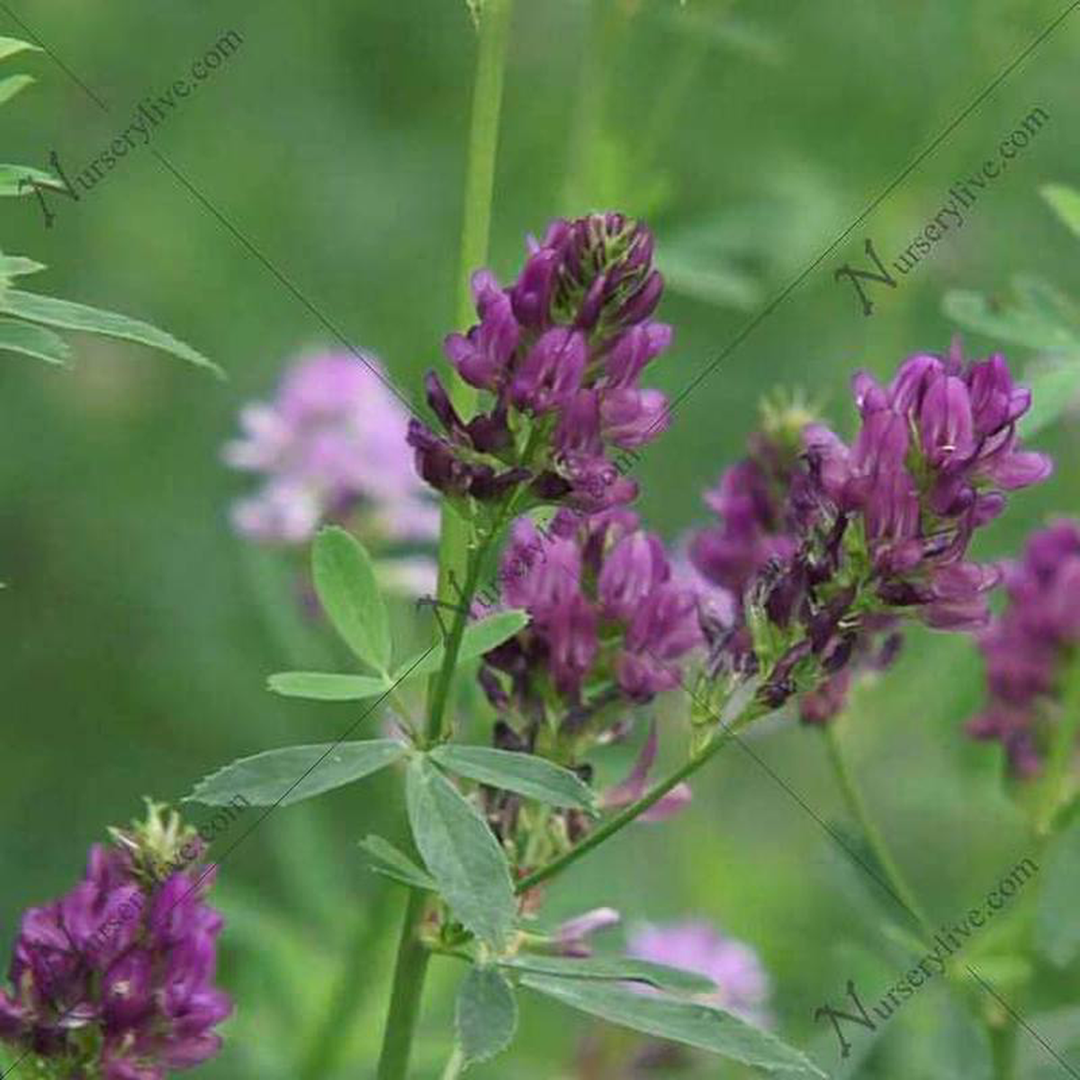 Alfalfa 8211 Plant