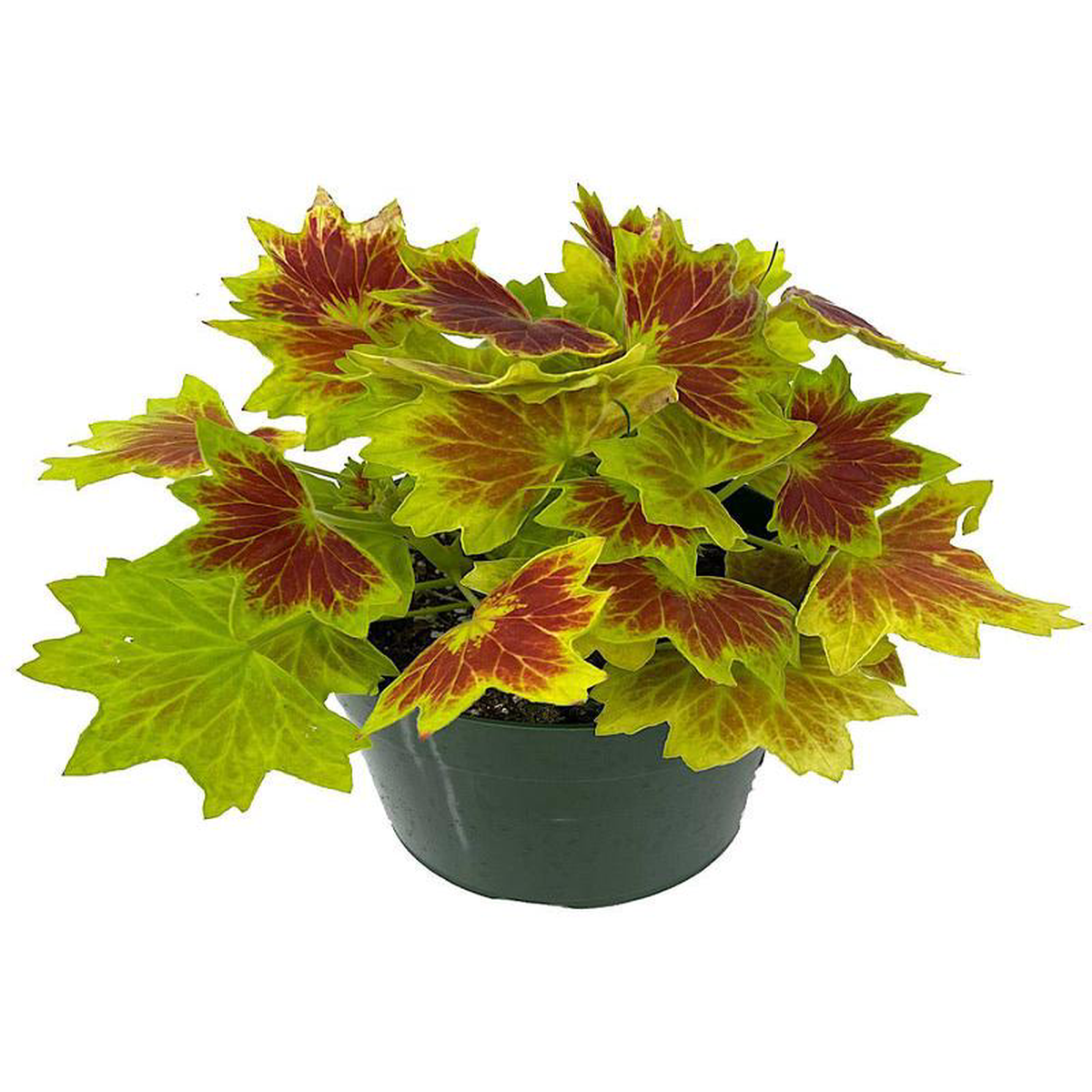 Geranium Fancy Leaf 8216Vancouver Centennial8217 Quart