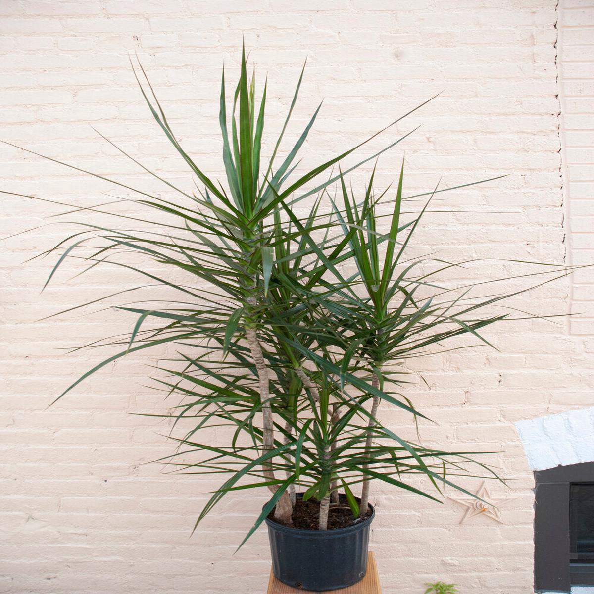 Rental Dracaena angustifolia 8217Dracaena Marginata8217 8211 108221 Staggered