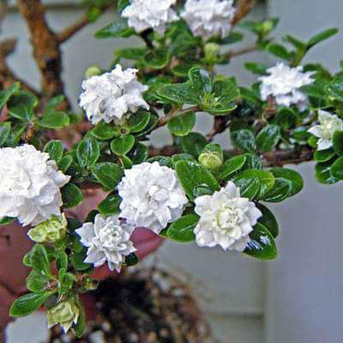 Serissa foetida double 8211 Plant