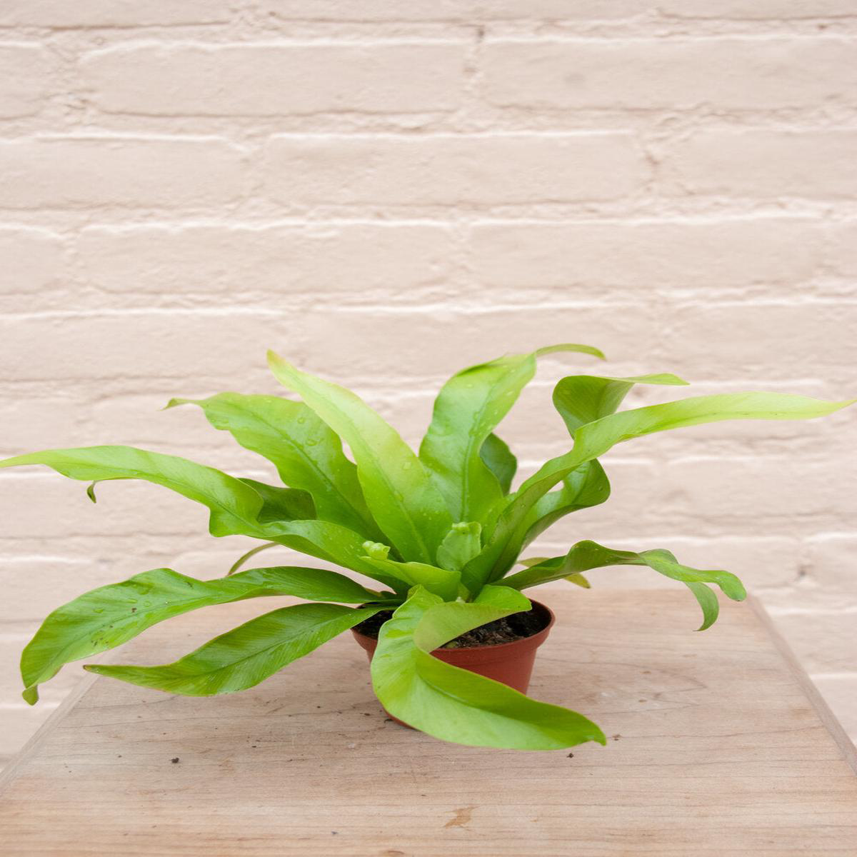 Asplenium 8217Birdsnest Fern8217 8211 68221 Crissie